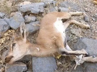 جمع‌آوری و امحاء ۵۵ راس از لاشه نشخوارکنندگان وحشی/تلفات جدیدی از بیماری طاعون نشخوارکنندگان گزارش نشده است