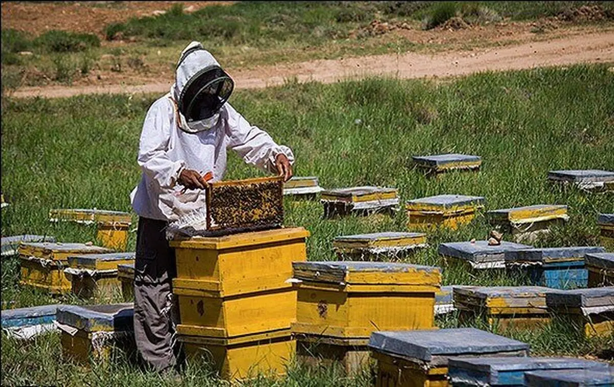 فعالیت ۱۹ تعاونی زنبورداری در آذربایجان غربی