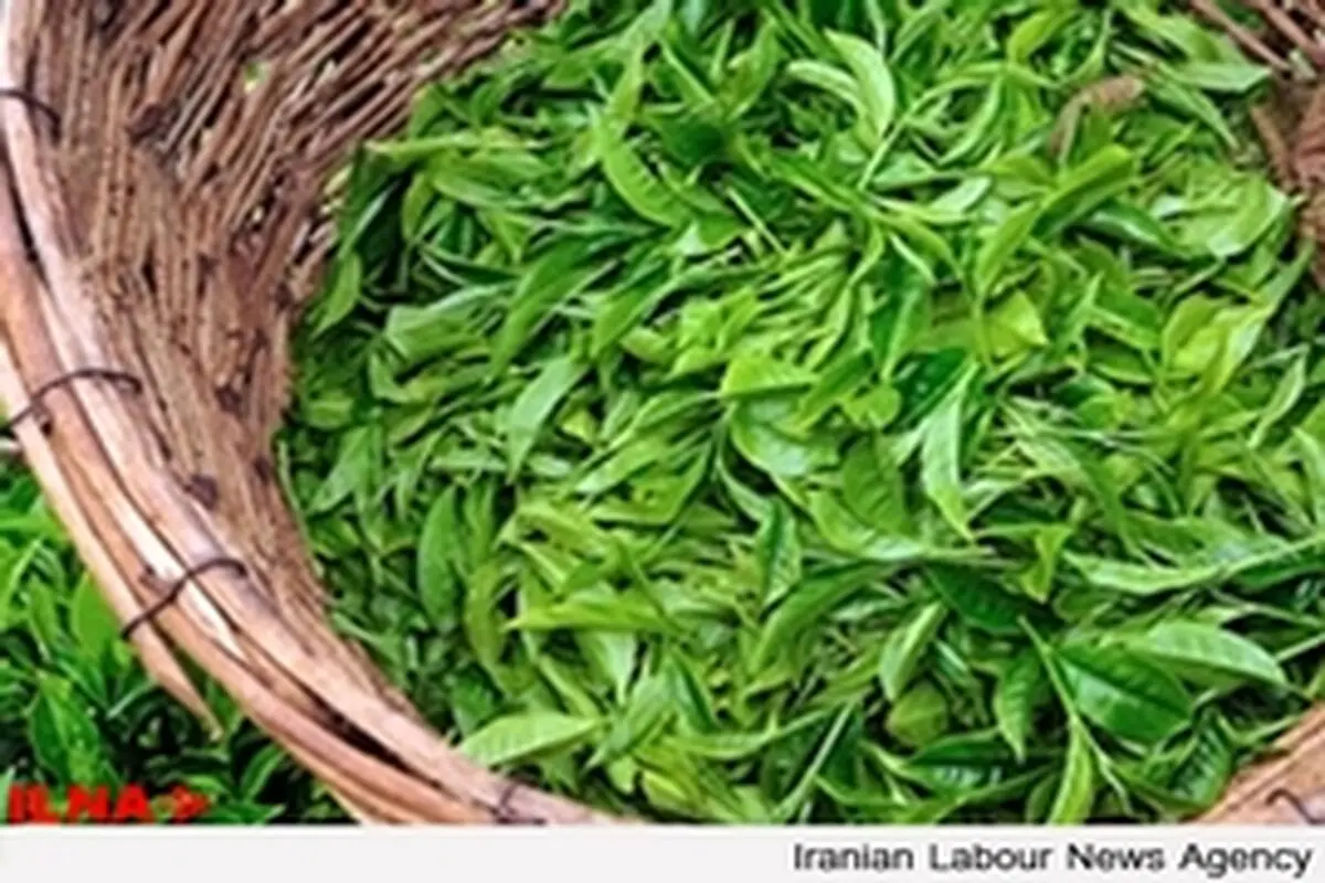 کسری درآمد چایکاران درسال جاری