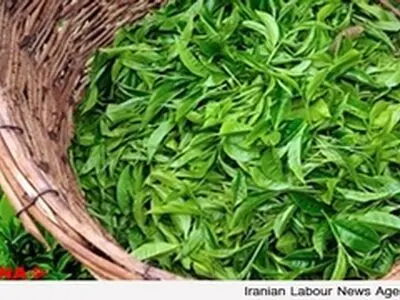 کسری درآمد چایکاران درسال جاری