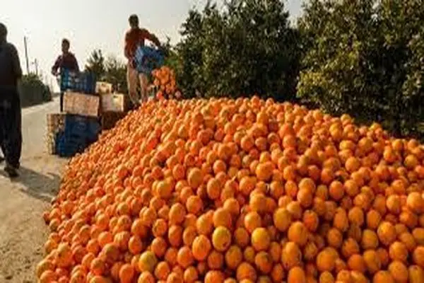 خرید روزانه ۱۰۰ تن مرکبات/ تراکم فروش و تحویل پرتقال به کارخانجات افشره در سطح شهرستان رودسر