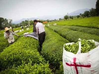 پیش بینی تولید 105 هزار تن برگ سبز چای در سال جاری