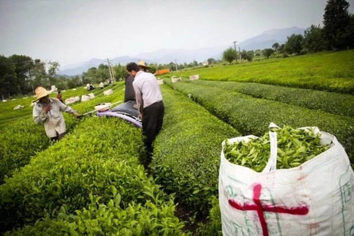 شناسایی وانهدام باند سارقان محموله وکشف 5تن چای مسروقه 