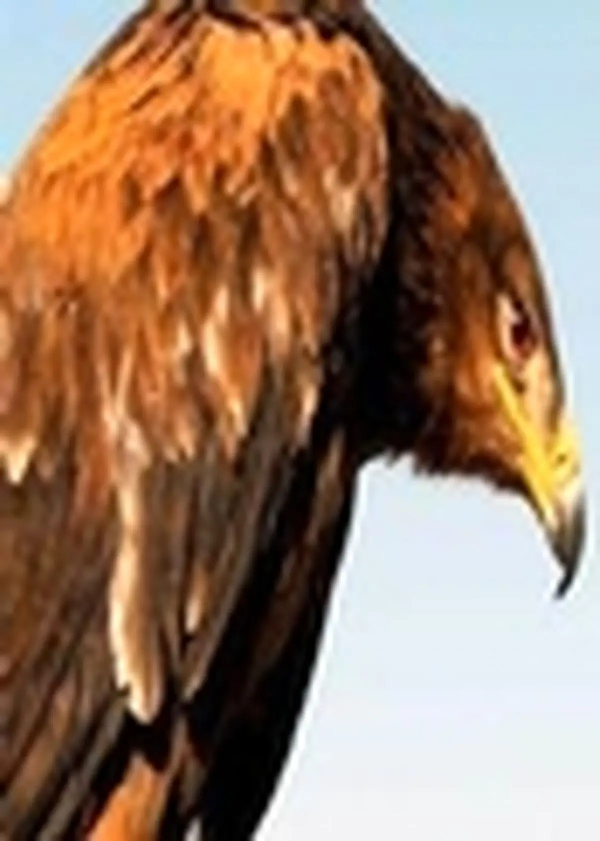نجات عقاب طلایی از دست شکارچی متخلف