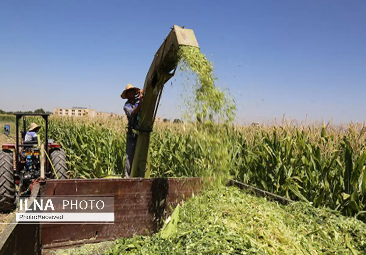 کاهش تولید ۴ میلیون تنی علوفه مرتعی بر اثر خشکسالی