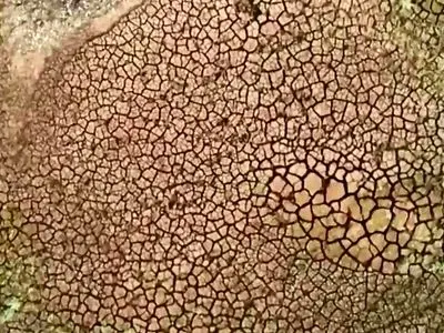 یونان هم گرفتار خشکسالی شد + فیلم