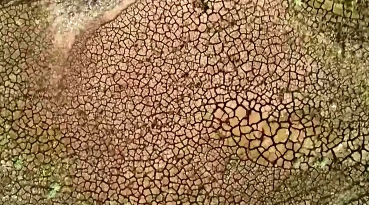 یونان هم گرفتار خشکسالی شد + فیلم