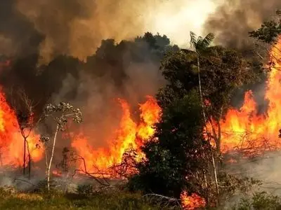 واکنش سازمان محیط زیست به گزارش مجلس درباره آتش‌سوزی جنگل‌های الیت

