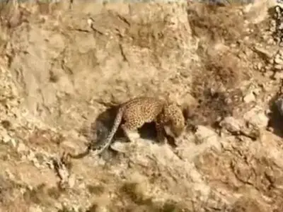 صخره‌نوردی دو پلنگ کوهستان در ارتفاعات منطقۀ شکار ممنوع سوادکوه + فیلم