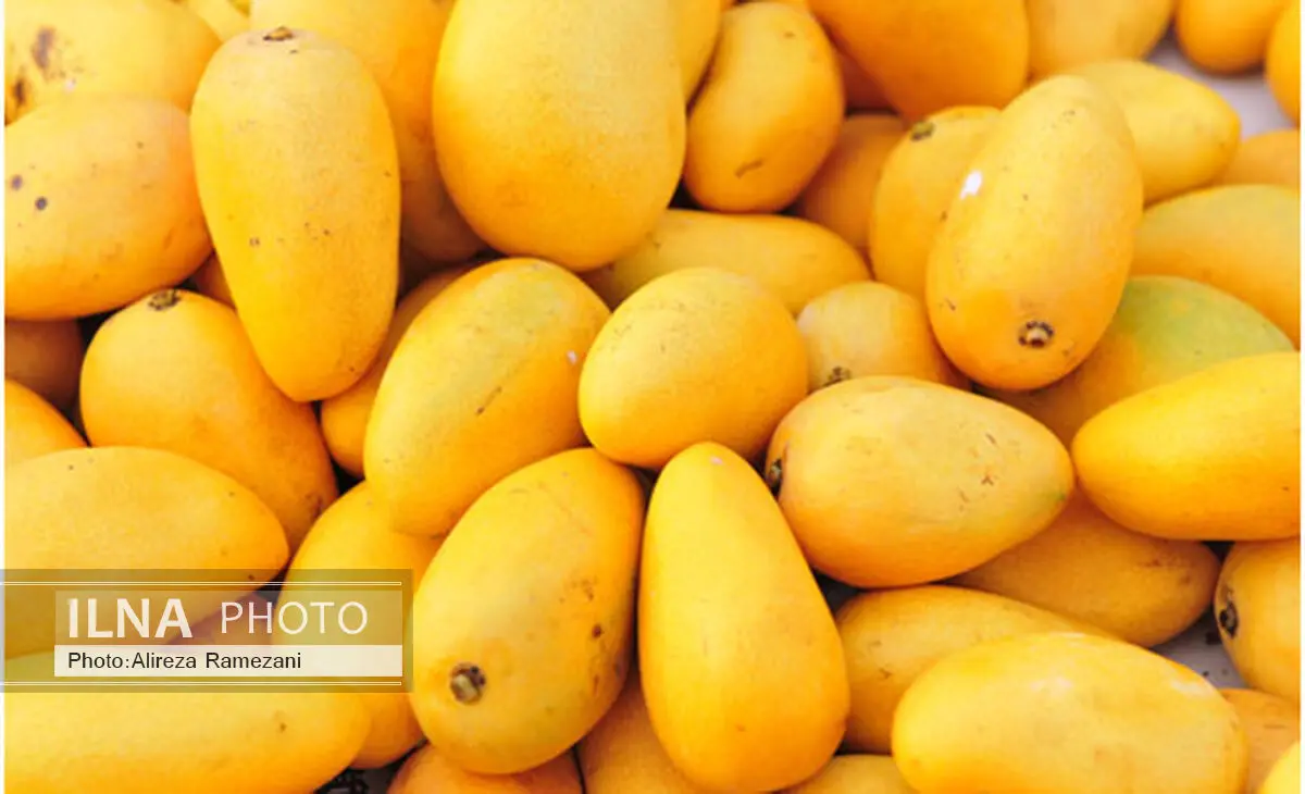واردات انبه پاکستانی منوط به رعایت شرایط قرنطینه ای شد