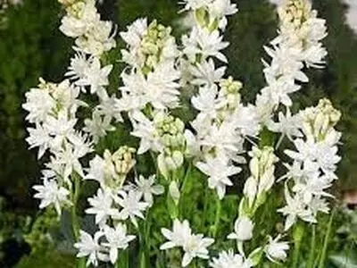 پیاز گل مریم و گل مریم را به چه روش هایی می توان کاشت؟