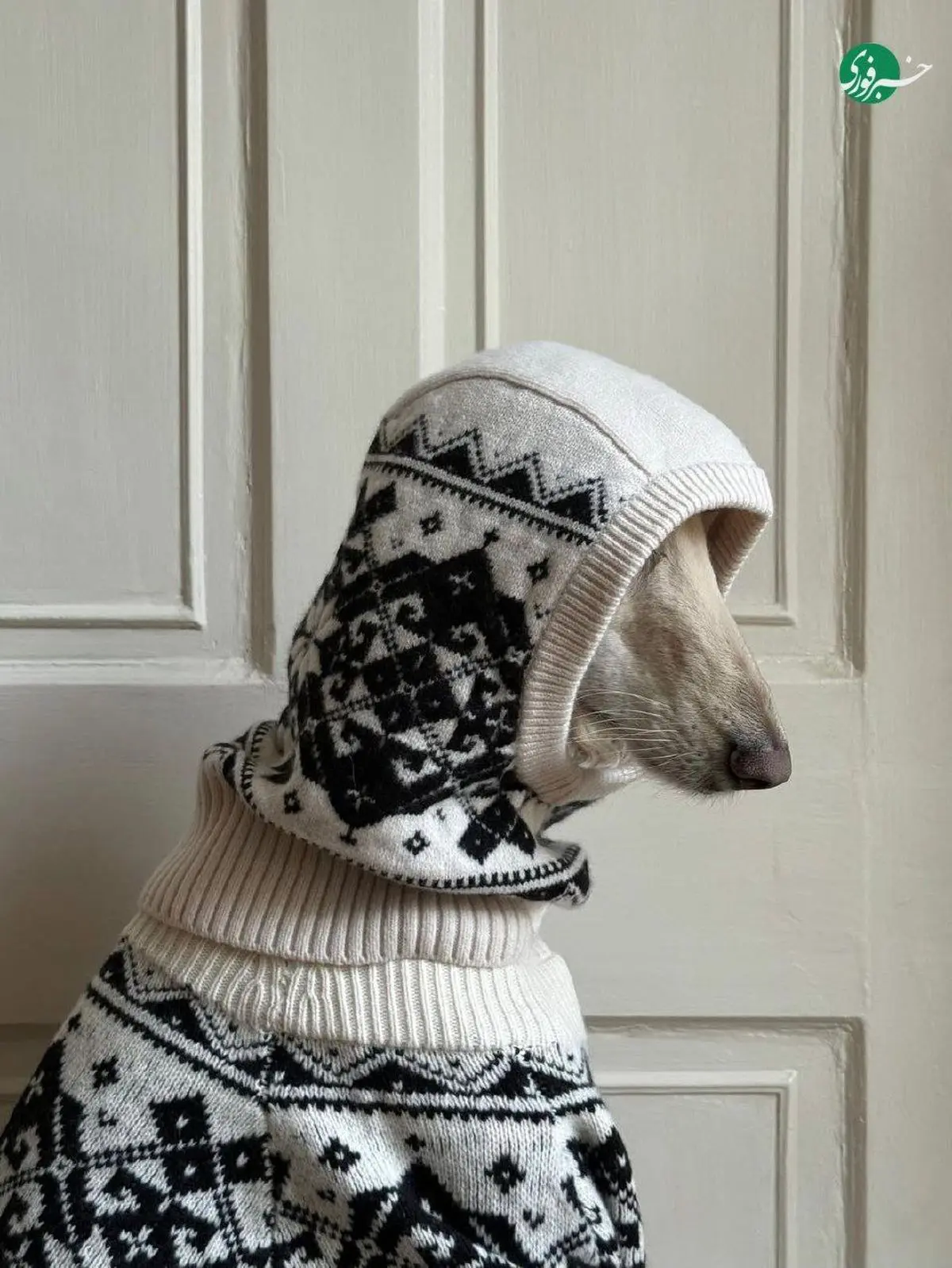 سگ اینفلوئنسر با درآمد ۱۰ هزار دلاری! + عکس