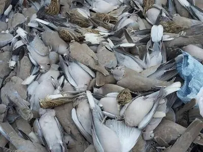 ماجرای کشف لاشه‌های پرندگان در اهواز