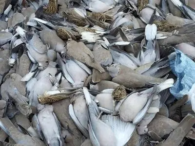 ماجرای کشف لاشه‌های پرندگان در اهواز