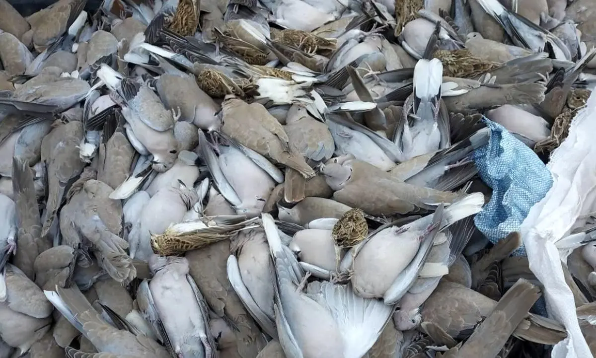 ماجرای کشف لاشه‌های پرندگان در اهواز
