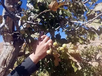 پایانی تلخ در انتظار ذخیرهگاه ژنتیکی انجیر دیم خوزستان / مدیرکل جهاد کشاورزی: چیزی نشنیدهام، پیگیری می کنم +تصاویر