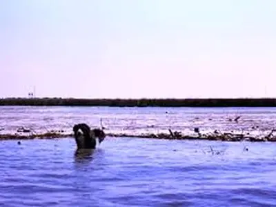 با وجود تحریمها اقدامات خوبی برای نجات تالابهای ایران انجام شده است