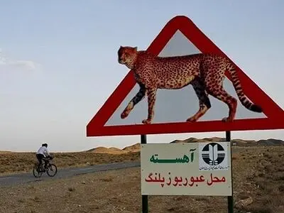 ۱۰ تصمیم برای ایمن‌سازی جاده میامی - سبزوار برای تردد یوزپلنگ ایرانی 
