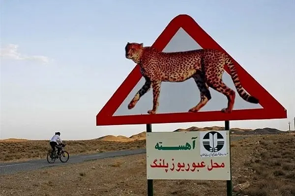 ۱۰ تصمیم برای ایمن‌سازی جاده میامی - سبزوار برای تردد یوزپلنگ ایرانی 