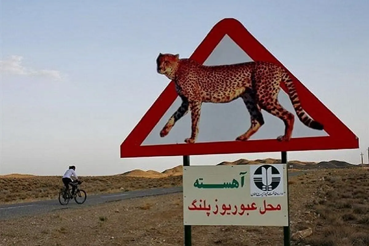 ۱۰ تصمیم برای ایمن‌سازی جاده میامی - سبزوار برای تردد یوزپلنگ ایرانی 