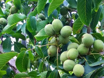 رازهای تشخیص نهال گردو فرنور پیوندی اصل برای باغداران گردو