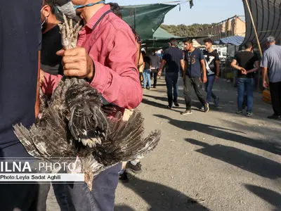 کرونا مرغ بدآهنگ بازار پرندگان