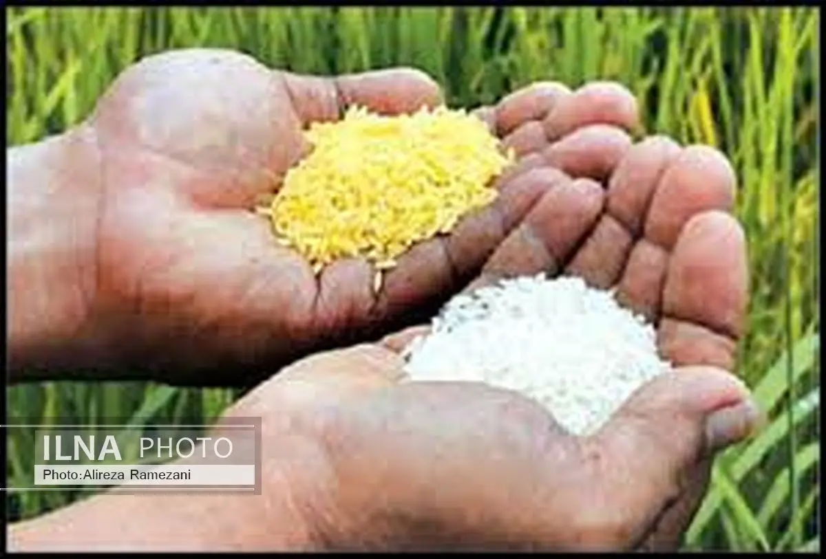 نصب برچسب روی مواد غذایی تراریخته ضروری است