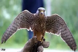 80 شاهین در یک پرواز تجاری/عکس