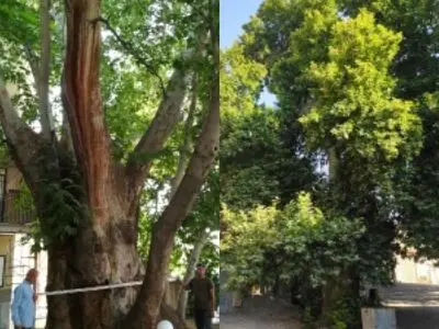 دو درخت کهنسال ساوجبلاغ در فهرست میراث ملی به ثبت رسیدند