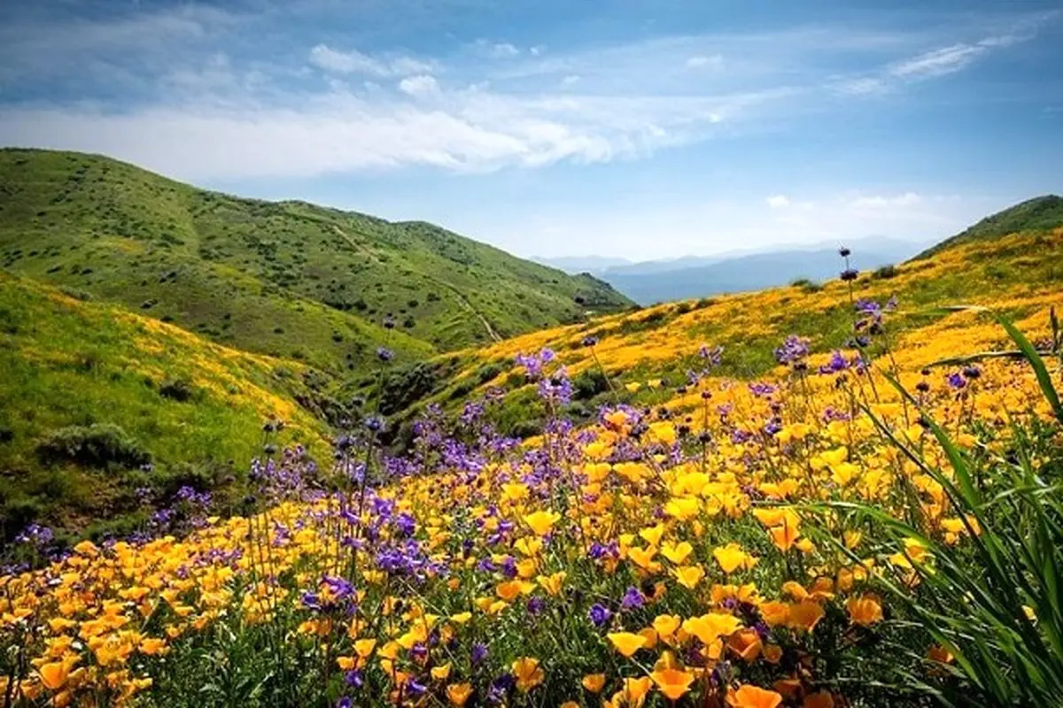 دو سوم گونه‌های گیاهی اروپا در مراتع ایران وجود دارد/ رشد ۱۵۰ درصدی توسعه کشت گیاهان دارویی