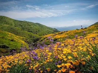 دو سوم گونه‌های گیاهی اروپا در مراتع ایران وجود دارد/ رشد ۱۵۰ درصدی توسعه کشت گیاهان دارویی