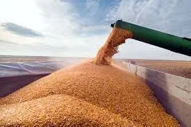 رده‌بندی ۳۱ استان کشور به ترتیب سهم کل خرید گندم از کشاورزان/ خوزستان در صدر تولید گندم