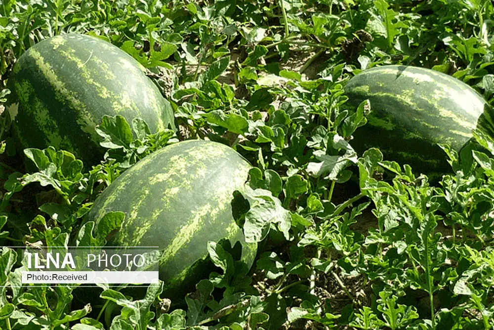 برنامه اجرای الگوی کشت محصولات زراعی در قزوین بررسی شد