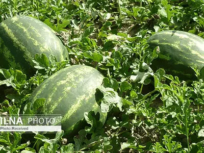 مطالبه راه اندازی میز سبزی و صیفی در استان البرز