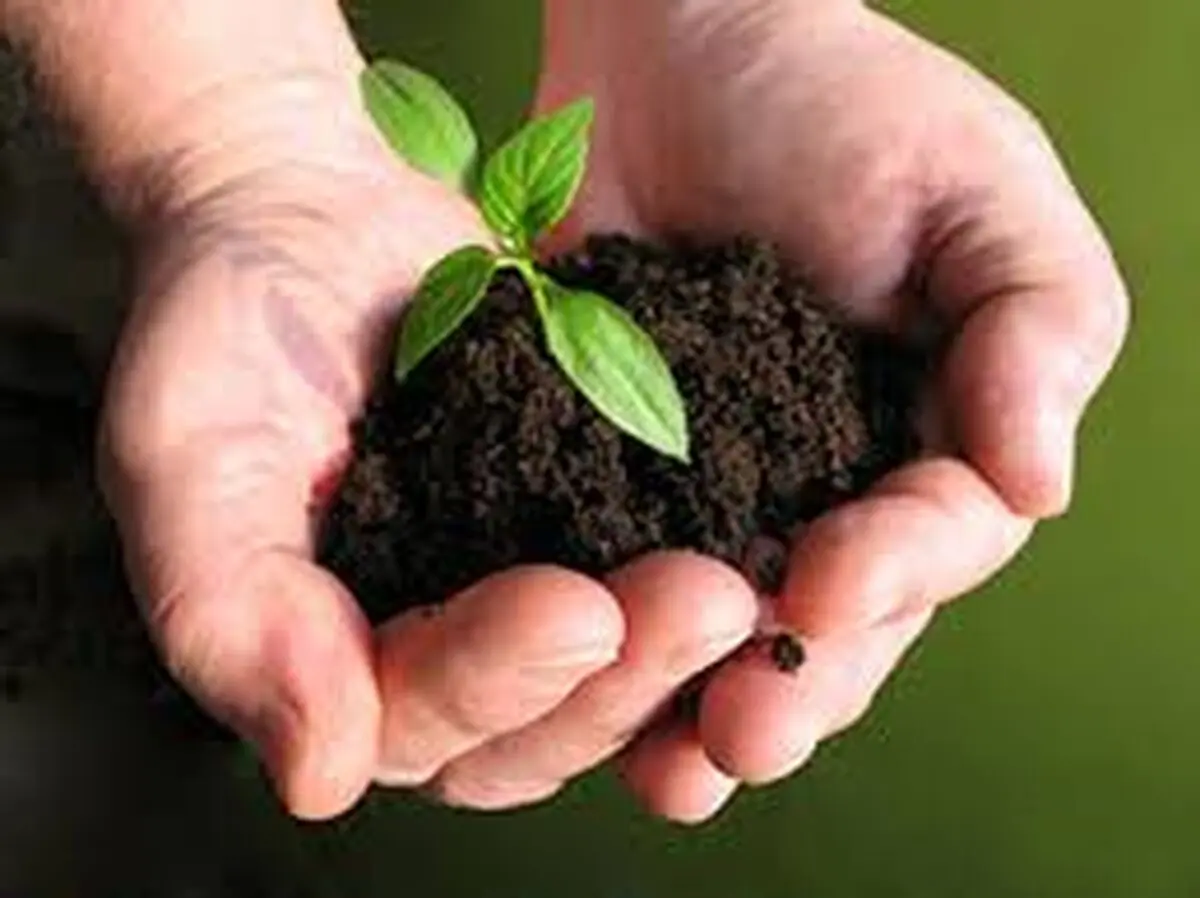 سموم ارگانیک جایگزین سموم شیمیایی می شوند
