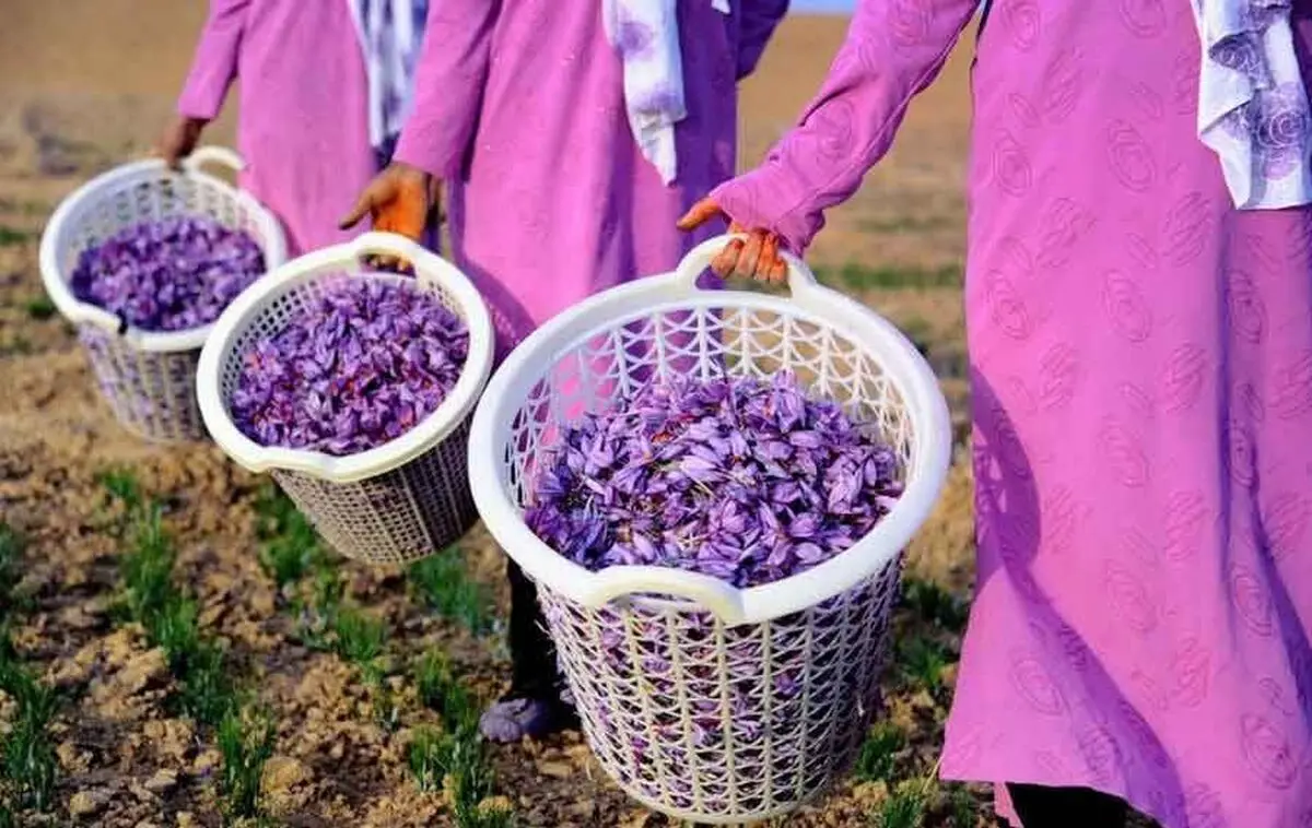 آغاز برداشت زعفران از کشتزارهای تربت‌جام