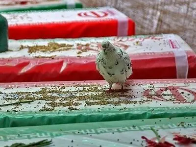 لزوم استفاده از ظرفیت هنر در برگزاری کنگره ۸۰۰۰ شهید گیلان