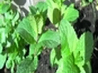 برگزاری جشنواره نعنا در کاشان هدف رونق اقتصادی منطقه و کشوراست