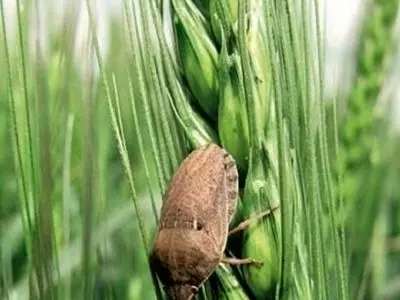 خطر ریزش سن مادری غلات در کمین 3100 هکتار مزارع غلات گناباد