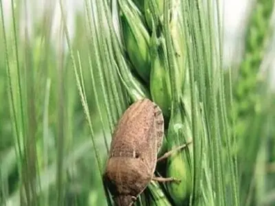 خطر ریزش سن مادری غلات در کمین 3100 هکتار مزارع غلات گناباد