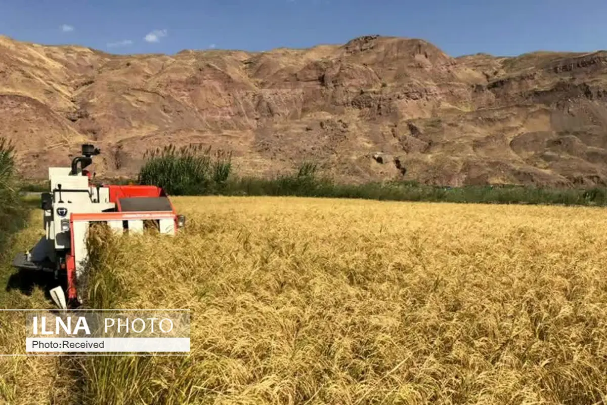 برداشت برنج از شالیزارهای شهرستان قزوین آغاز شد