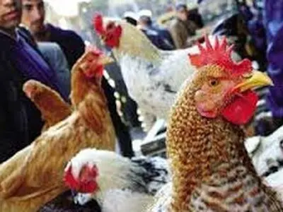 عرضه و فروش مرغ بومی زنده در کرج ممنوع شد