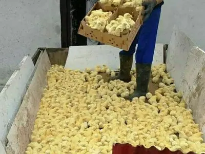 جوجه‌هایی که در چاه ریخته شدند/ بی‌تفاوتی وزارت کشاورزی نسبت به تولیدکنندگان