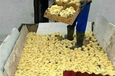 جوجه‌هایی که در چاه ریخته شدند/ بی‌تفاوتی وزارت کشاورزی نسبت به تولیدکنندگان