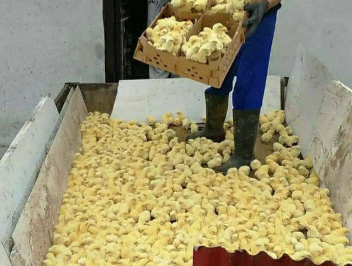 جوجه‌هایی که در چاه ریخته شدند/ بی‌تفاوتی وزارت کشاورزی نسبت به تولیدکنندگان