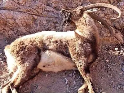 توضیح درباره تلفات «تب برفکی» در حیات وحش پارک ملی بمو 