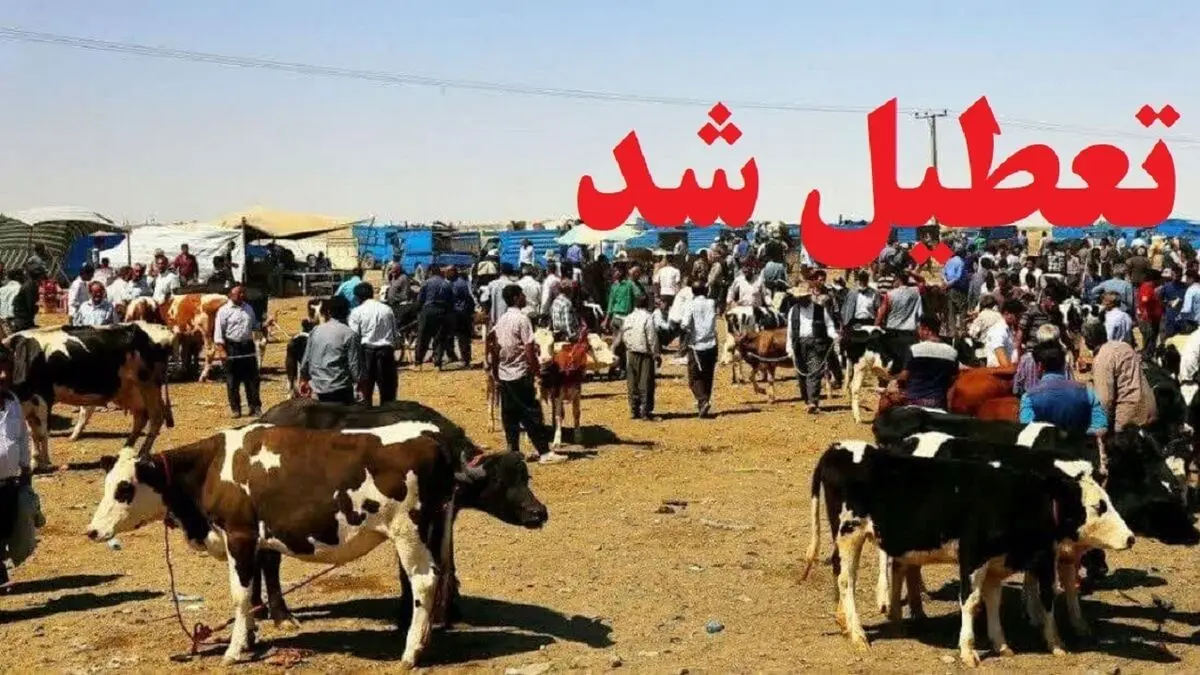 تعطیلی موقت میادین دام آذربایجان غربی برای مهار تب‌برفکی