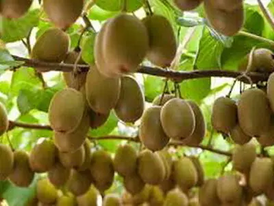  ورود و گسترش کشت کیوی در ایران/ چگونگی آشنایی ایرانیان با کیوی