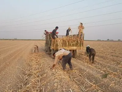 آغاز کشت نیشکر در هفت تپه/ کارگران بخش کشاورزی مشغول کار شدند 