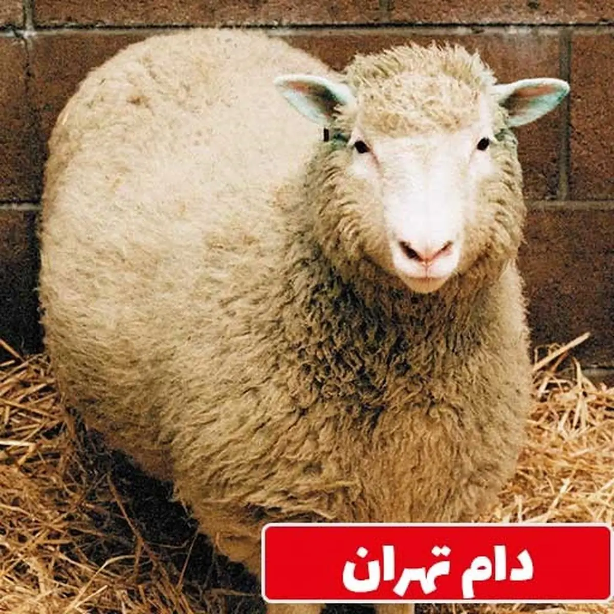 خرید دام بهداشتی از دام تهران